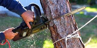 Best Hazardous Tree Removal  in Crofton, MD