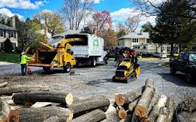 Professional Tree Services in Crofton, MD