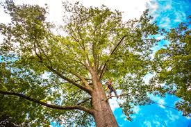 Why Choose Our Tree Removal Services in Crofton, MD?