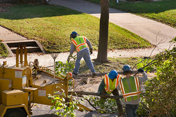 Best Tree Removal Service  in Crofton, MD