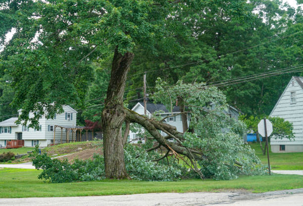 Best Emergency Tree Removal  in Crofton, MD