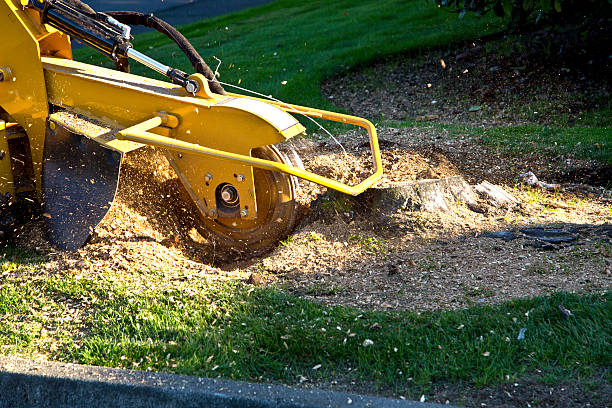 Best Tree Removal Service  in Crofton, MD